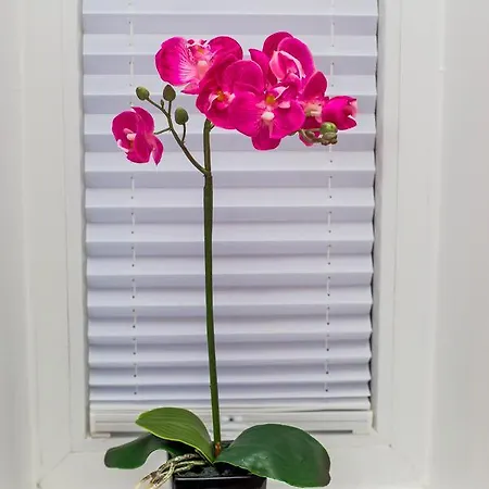 Lepanina
